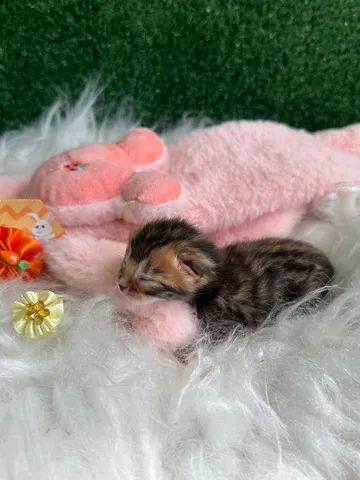 Filhote de Bengal  - Foto 4