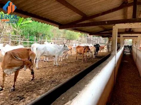 Chácara em Chã Grande/PE à Venda (CH0046-DV) - Foto 5