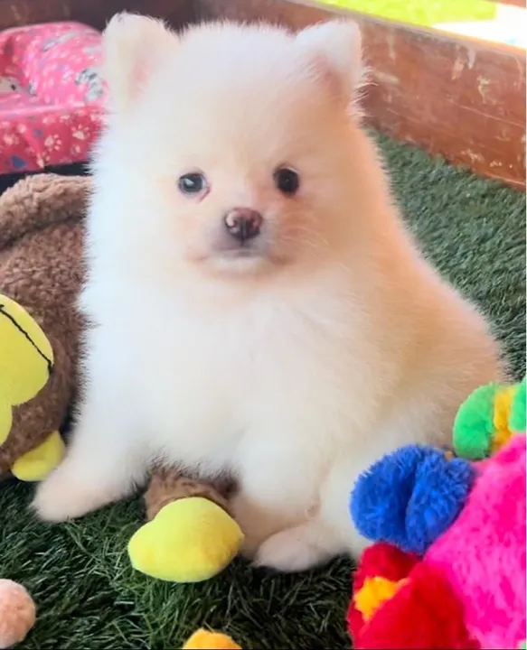 Spitz alemão machos a pronta entrega