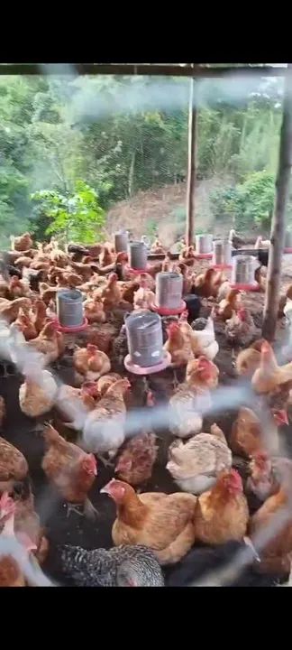 Galinhas caipiras GORDAS ABATE OU OVOS - Foto 2