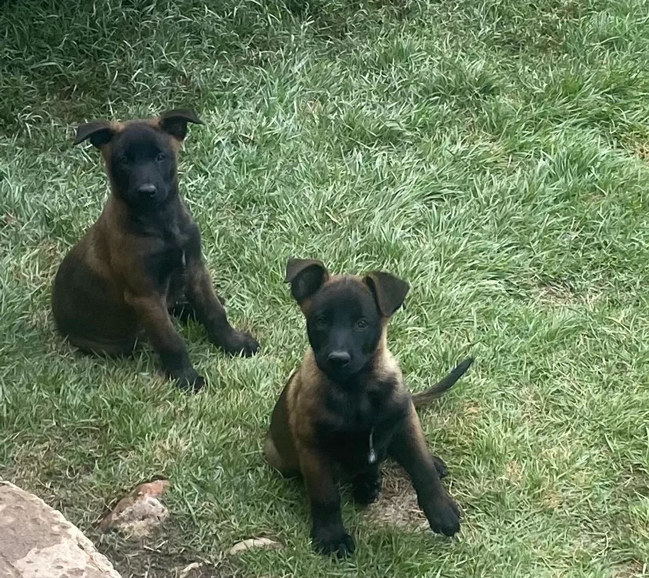 PASTOR BELGA MALINOIS - Foto 6