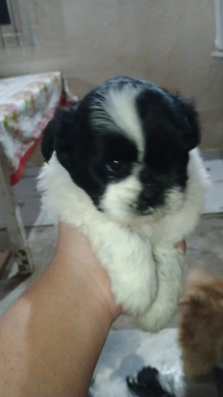 Filhote de Shih Tzu para venda