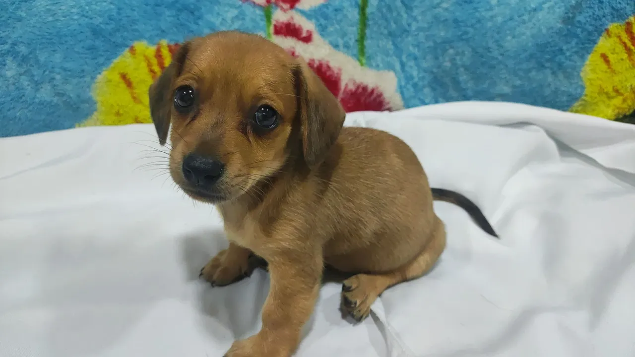 Filhote de Dachshund.