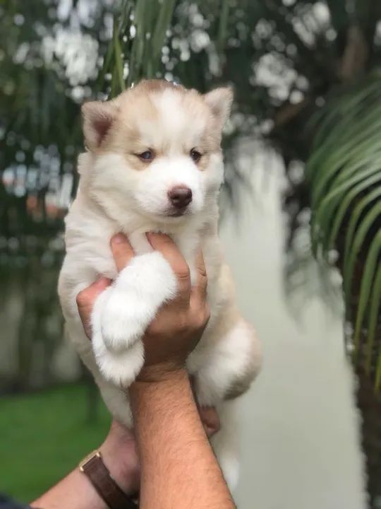 Husky Siberiano Todas as cores, excelente padrão da raça, com assistência vet. gratuito - Foto 2