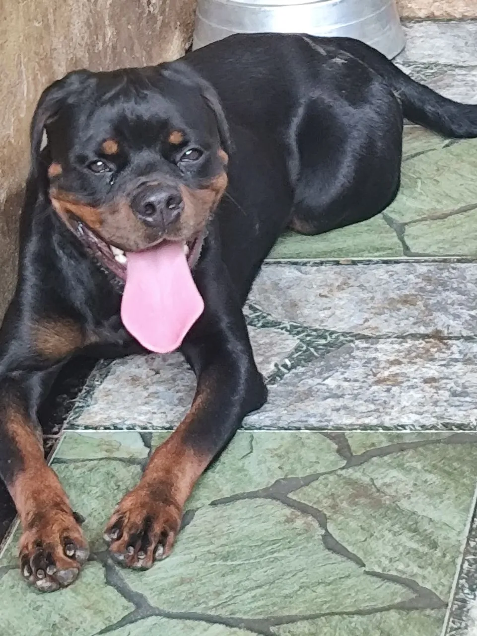 Canil de rottweiler Belém mosqueiro