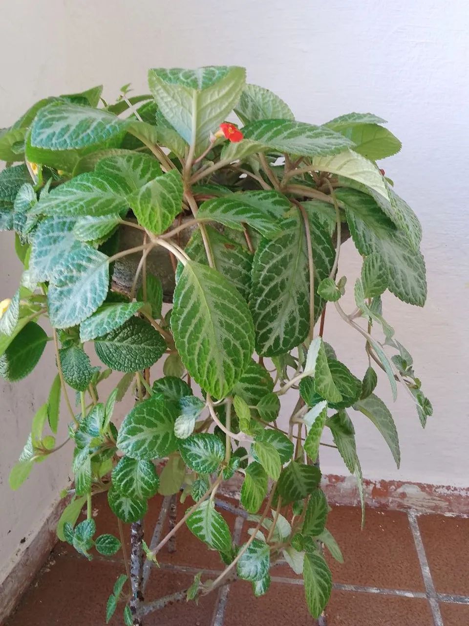 Tapete de Rainha Amarela e Vermelha - Foto 4