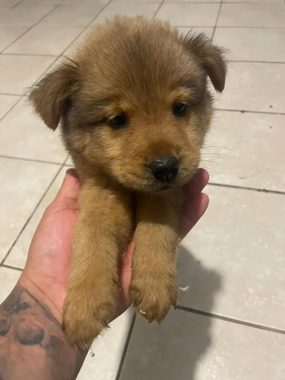 Filhote de cachorro Chow chow completa 2 meses dia 27 maio