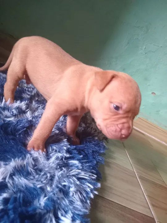 Pitmonster pra vender