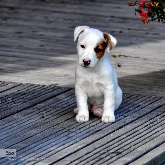 Jack Russell Dócil  disponíveis!