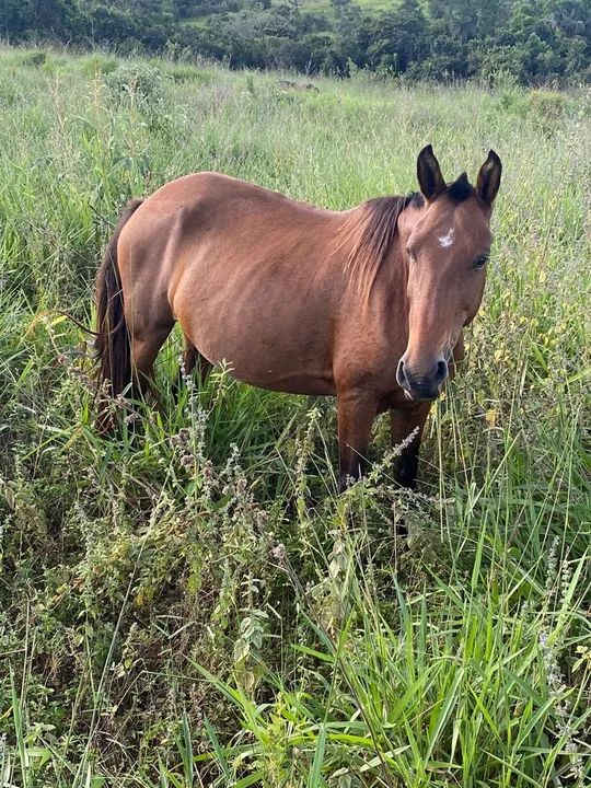 Égua Mangalarga Marcha - Picada - Foto 5