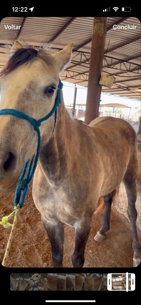 potra quarto de milha domada 