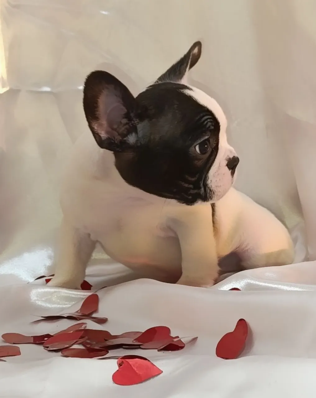 Bulldog francês luxo