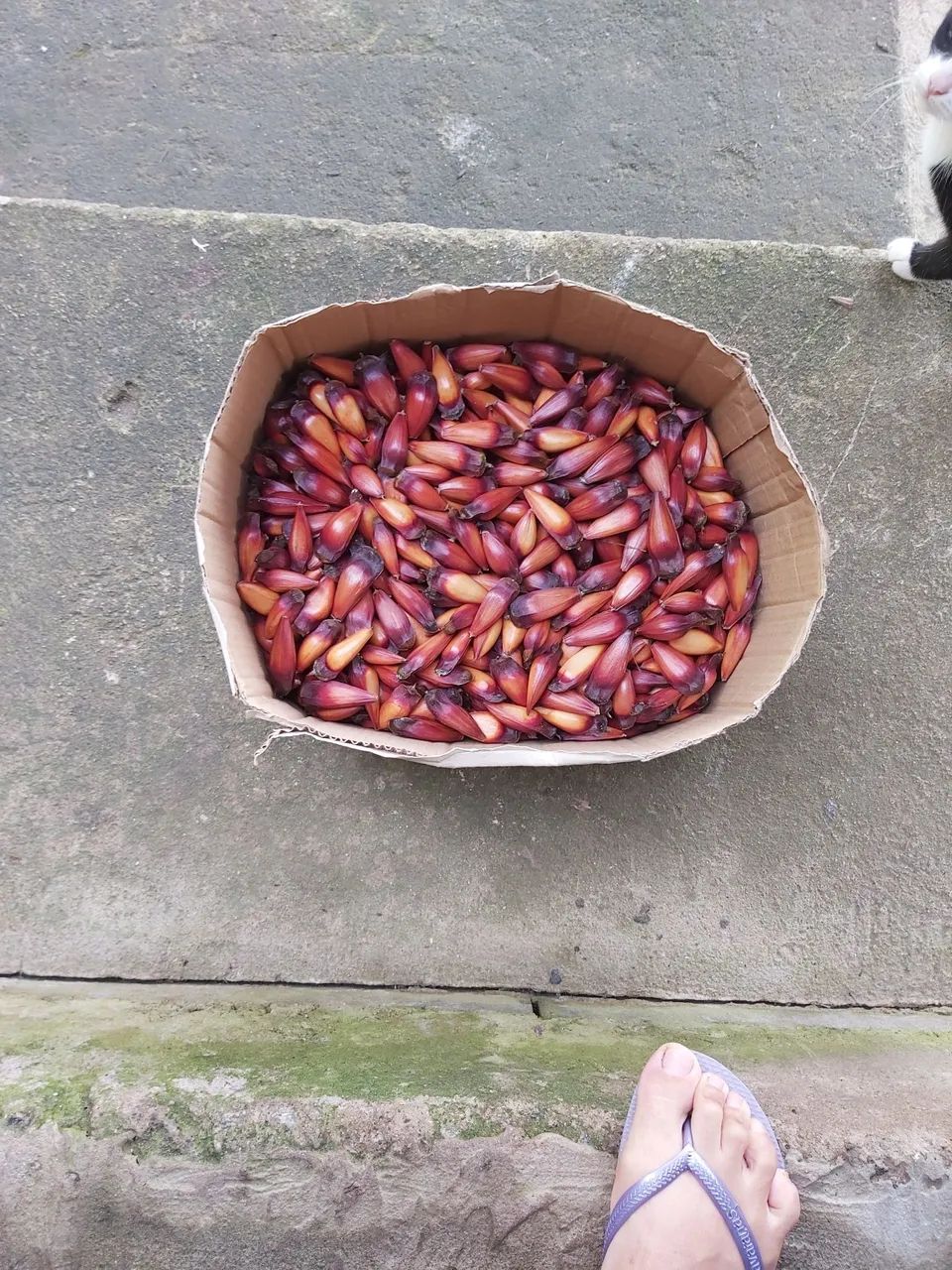 Pinhão 