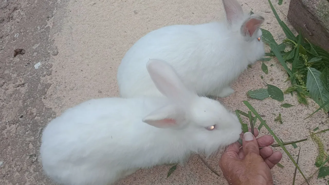 Dois coelhos brancos fofinhos