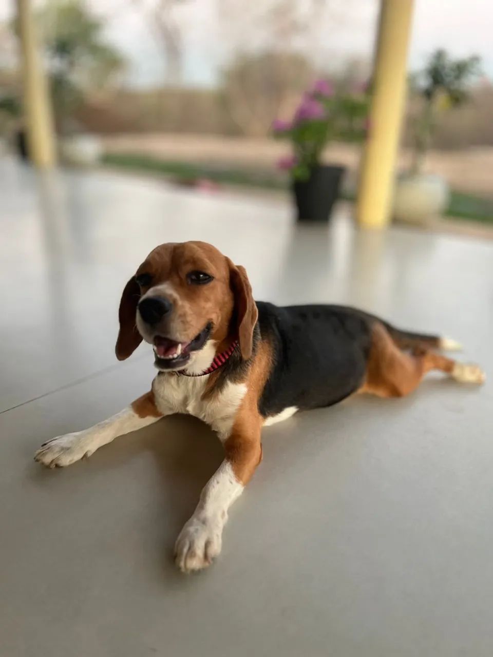 Beagle Mini Fêmeas  - Foto 5