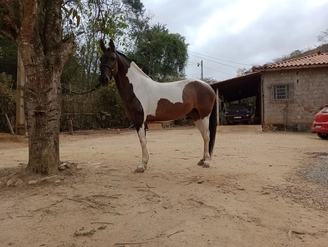 Égua campolina ( marcha picada)