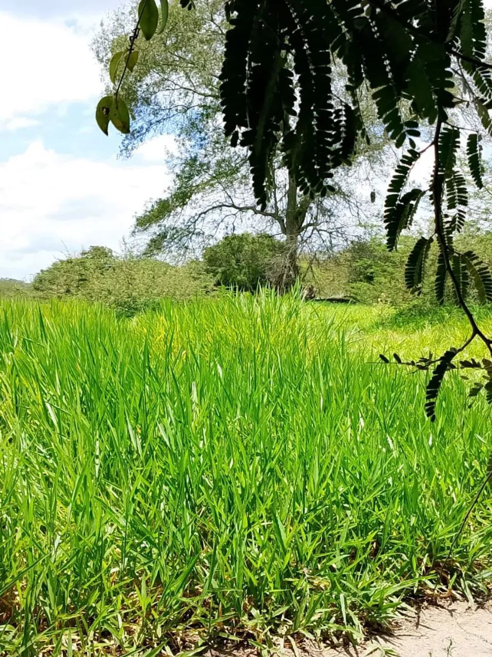 Pasto para alugar  - Foto 4