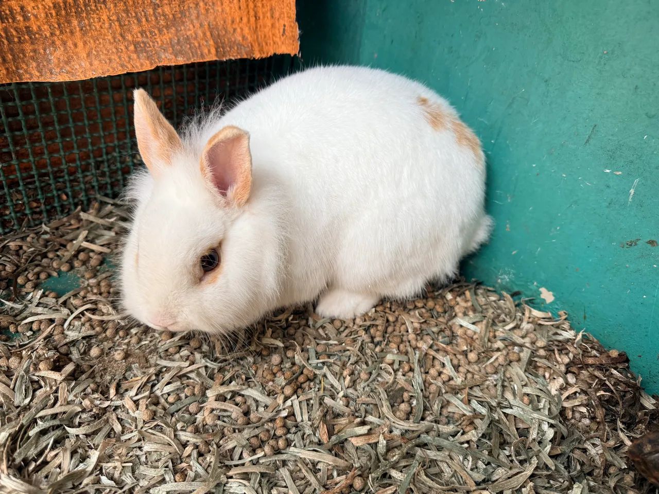 Vendo mini coelho mini laion anão casal com 5 meses 