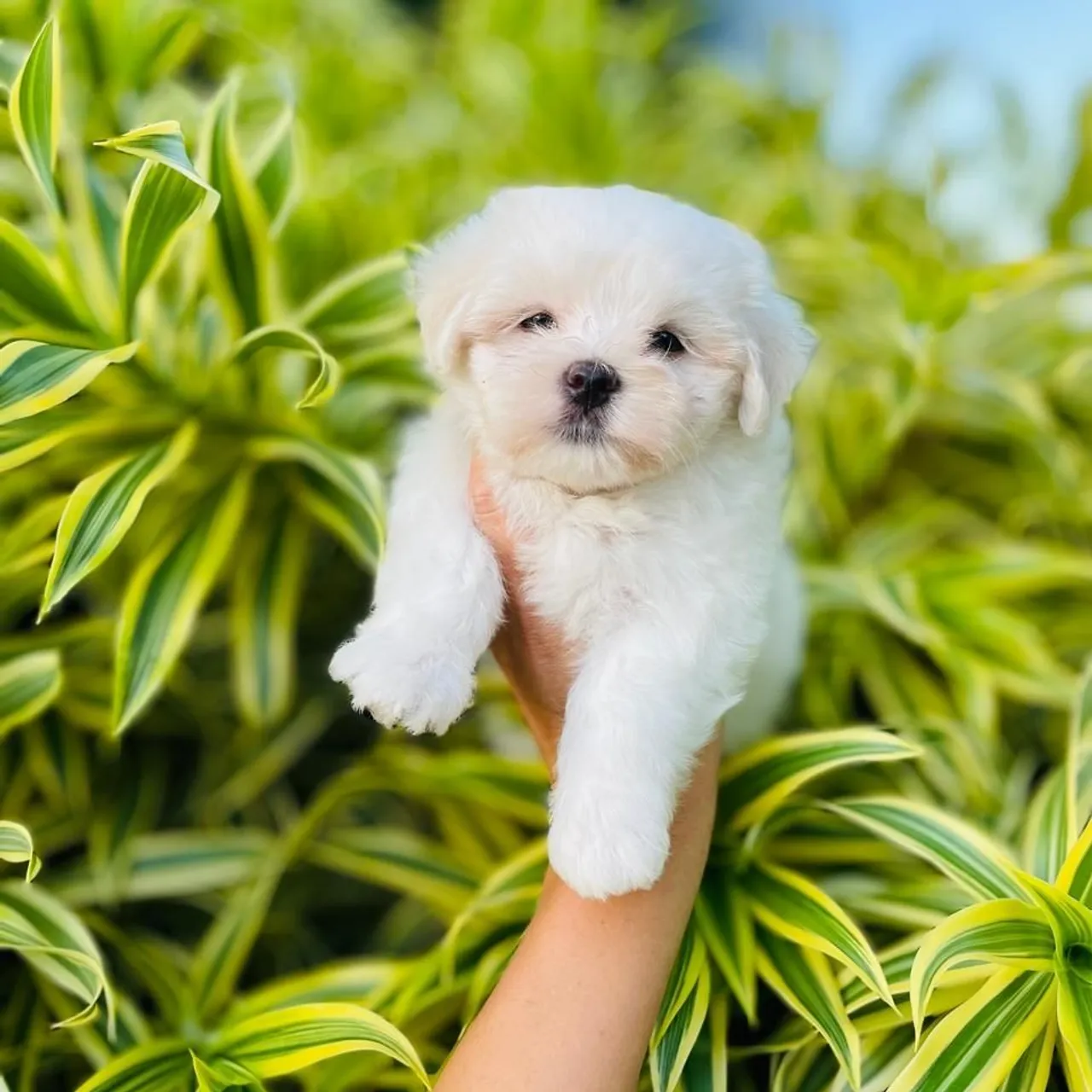 Filhotes de Maltês Terrier MICRO Legítimos 