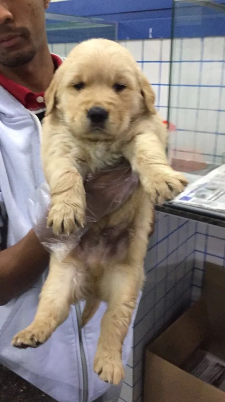 Lindo machinho de Golden retriever com 57 dias com pedigree vacina e garantias 