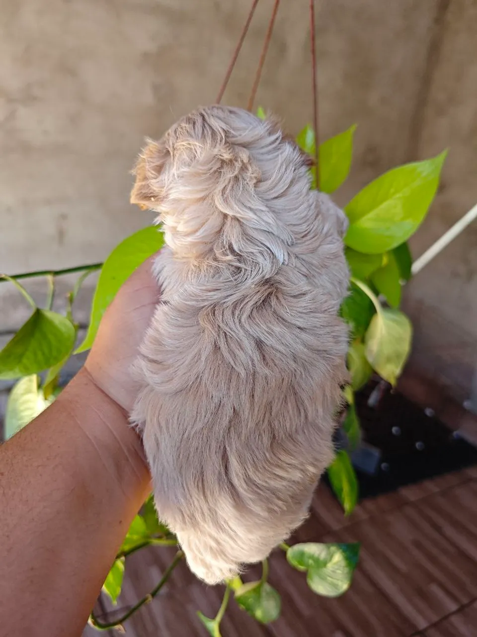 Filhote de Poodle Miniatura