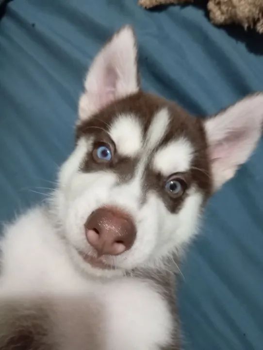 Lindos filhotes de husky siberiano 