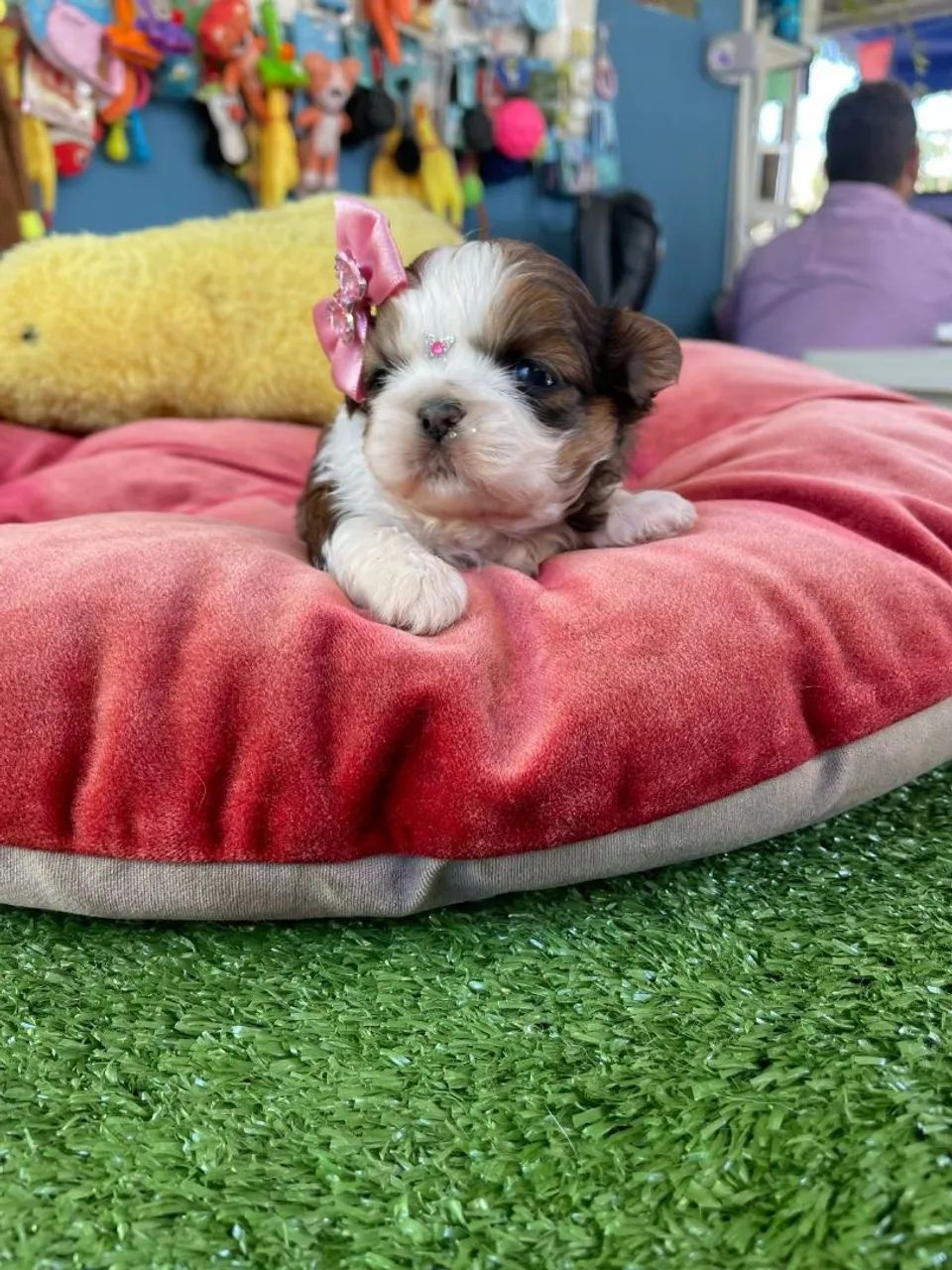  Shih Tzu fêmea com pedigree - Foto 2