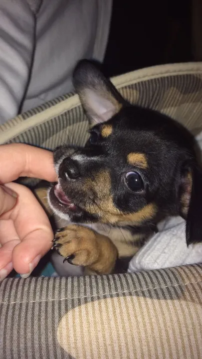 Pinscher macho a venda