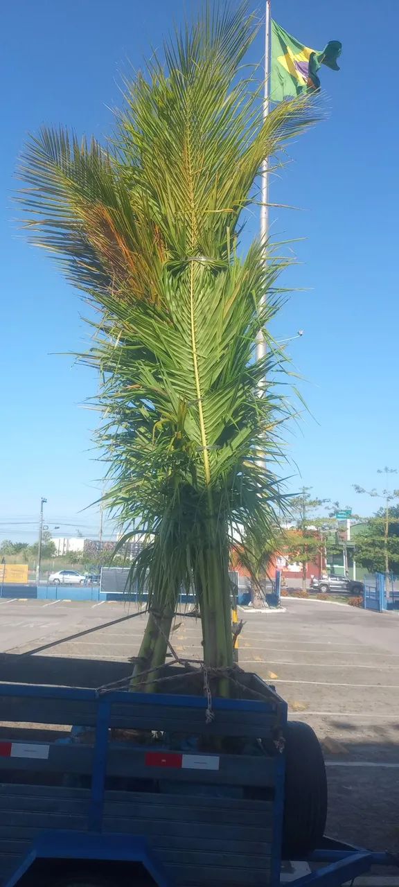  Coqueiros bae  - Foto 5