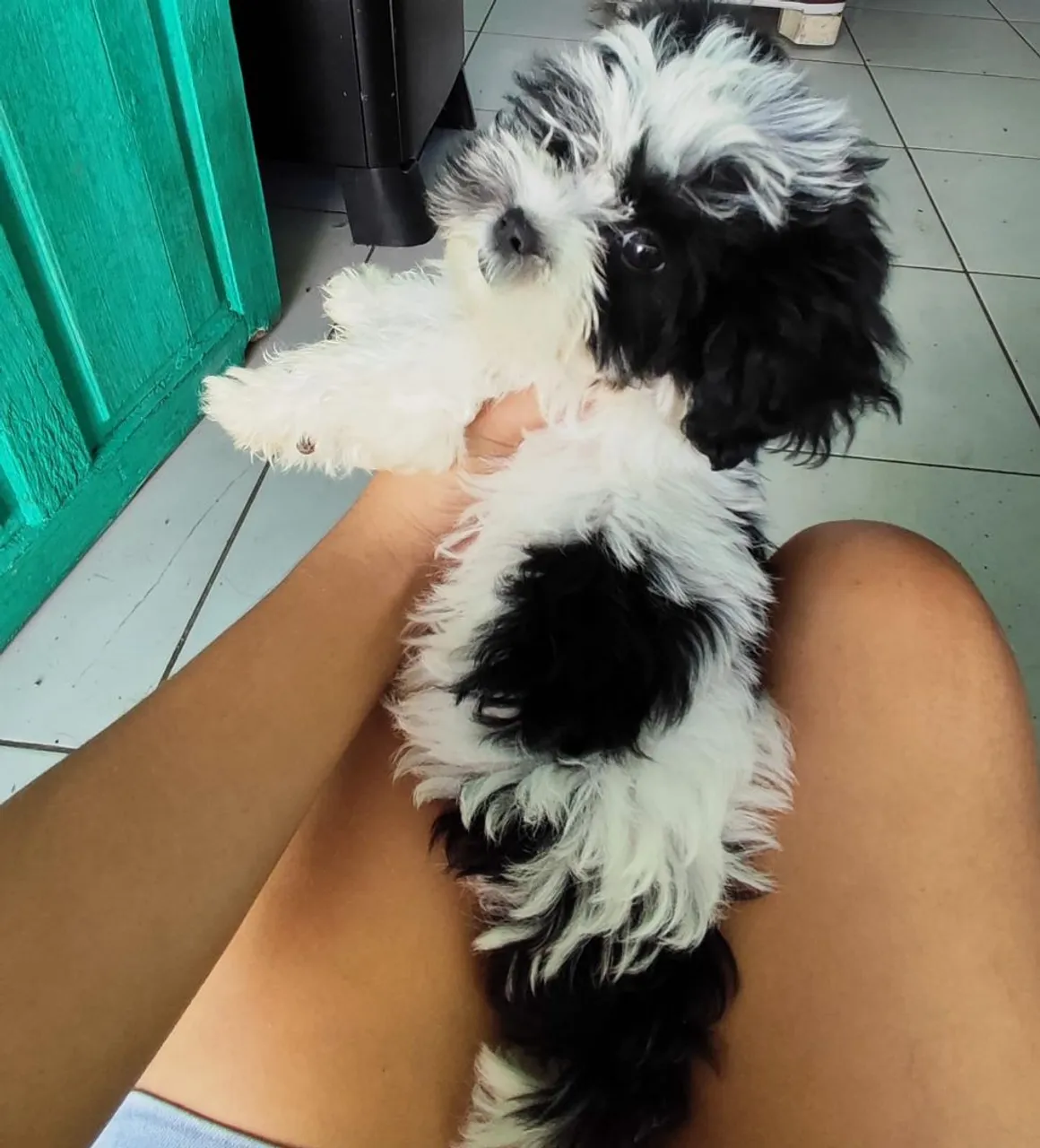 Shih Tzu Filhote - Pelagem Linda e Carinhoso