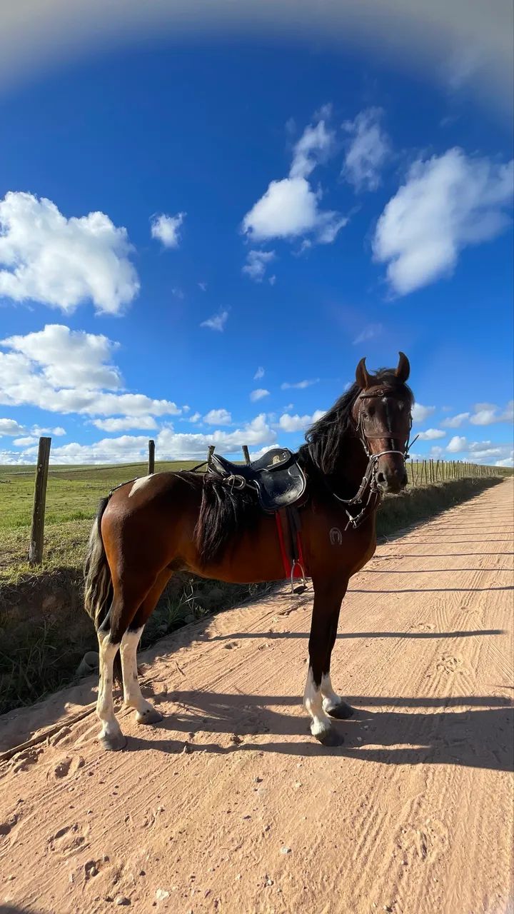 Cavalo pampo de castanho  - Foto 4