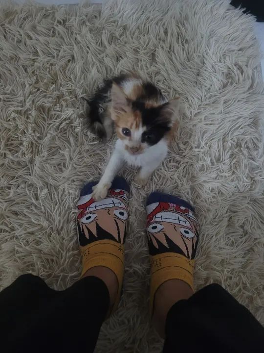 Gatinha filhote para adoção responsável