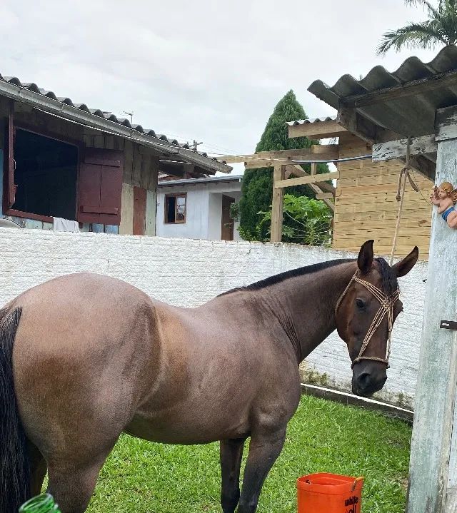 Égua crioula  - Foto 4