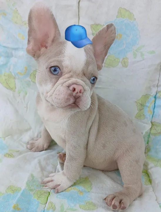 Filhote de Bulldog Francês -Macho  - Foto 2