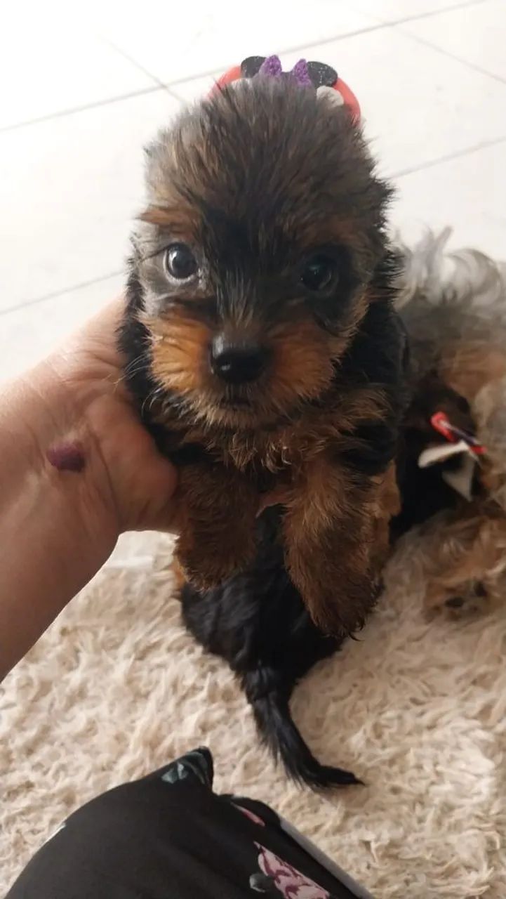 Yorkshire Terrier Fofo - Foto 4