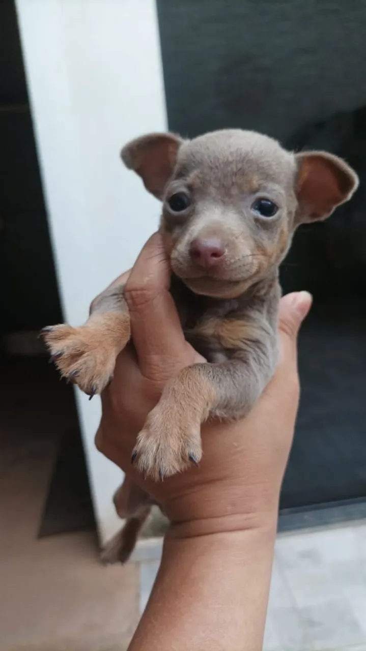 Vendo Filhote de Pinscher