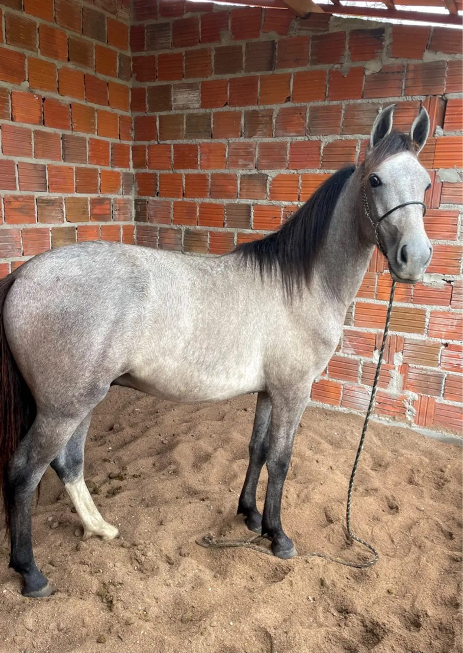 Potro Mangalarga Marchador 2,5 meses