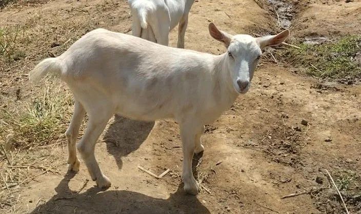 Cabra leiteira raça Saanen prenha 