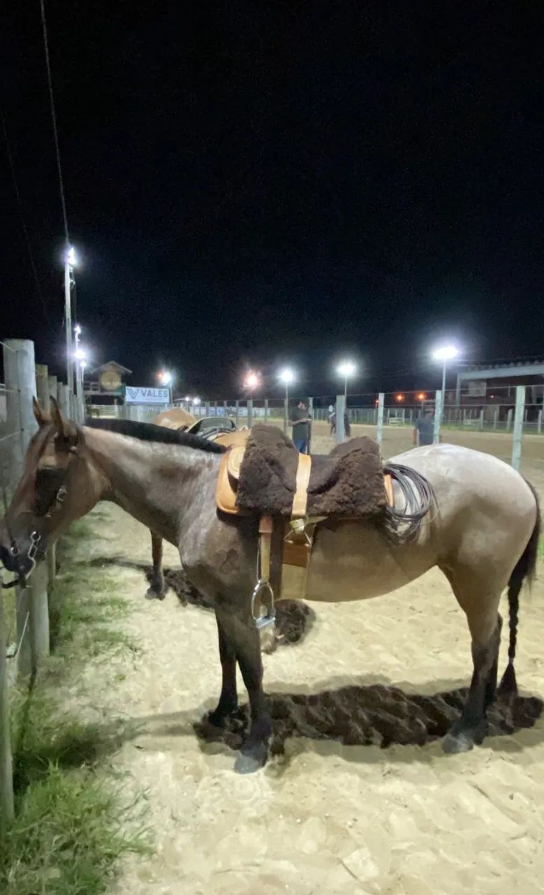 Égua crioula  - Foto 5