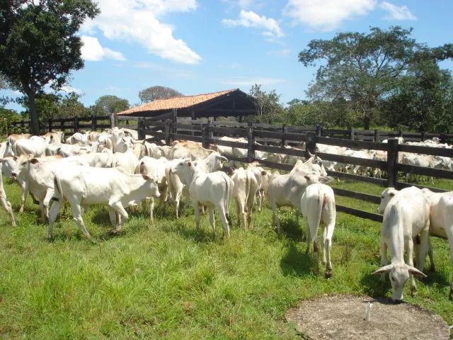 Fazenda de  440   alqueires   em Natividade-TO. - Foto 2
