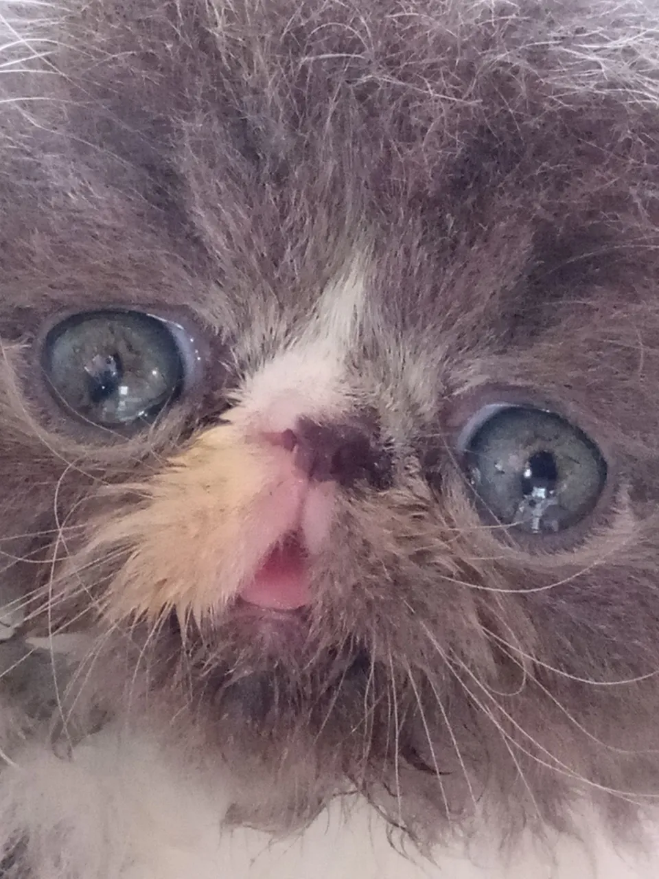 Jovem Gatinho Persa - Fofo e Carente!