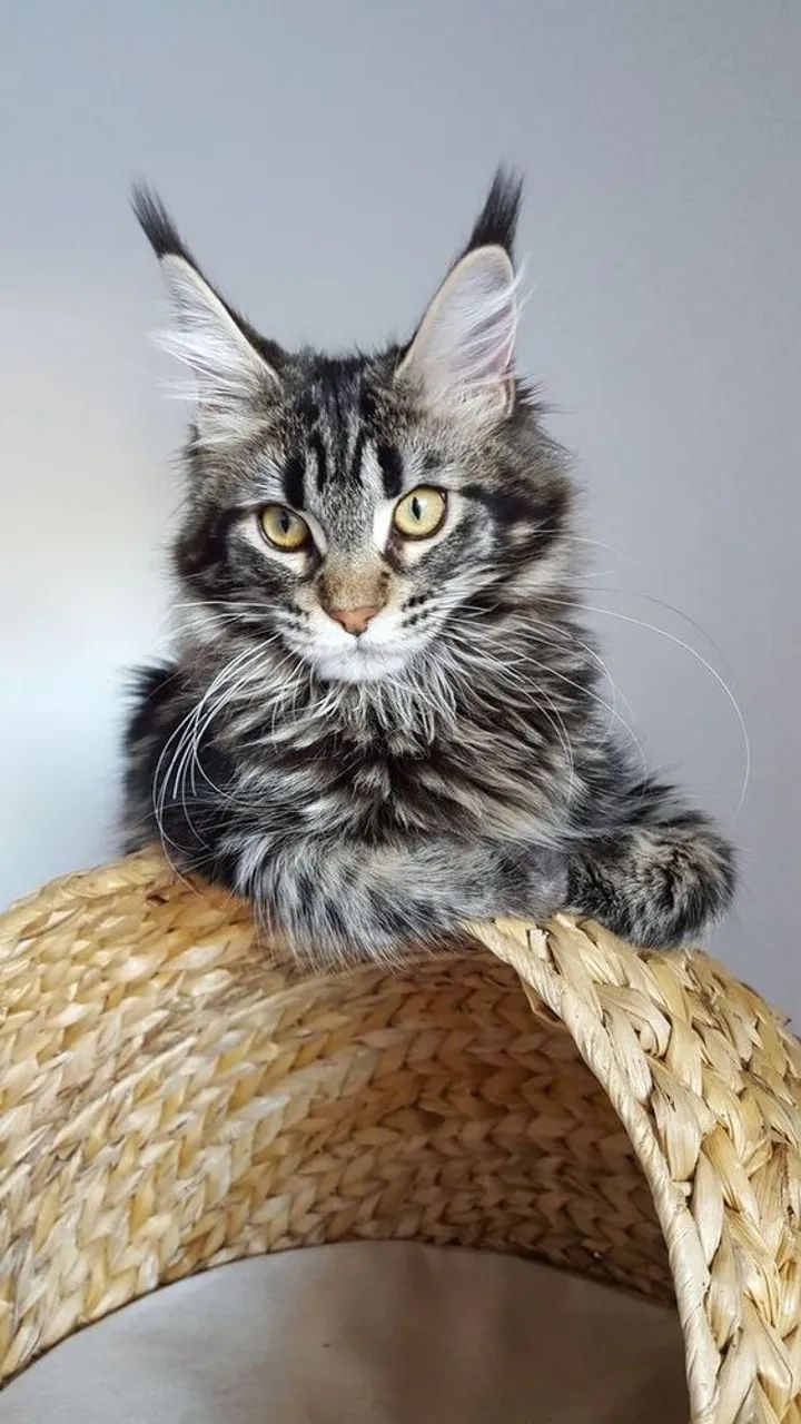 Maine Coon  Belos disponível 