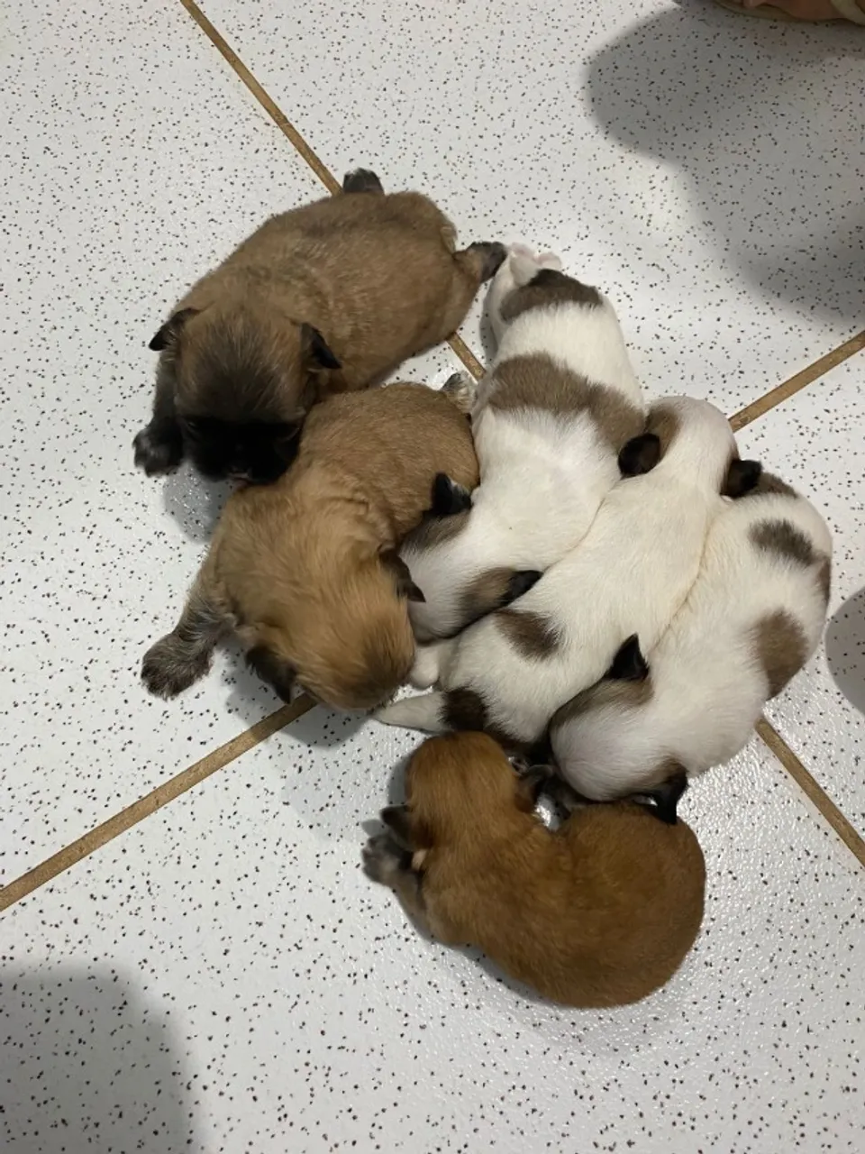 Filhotes de shih tzu