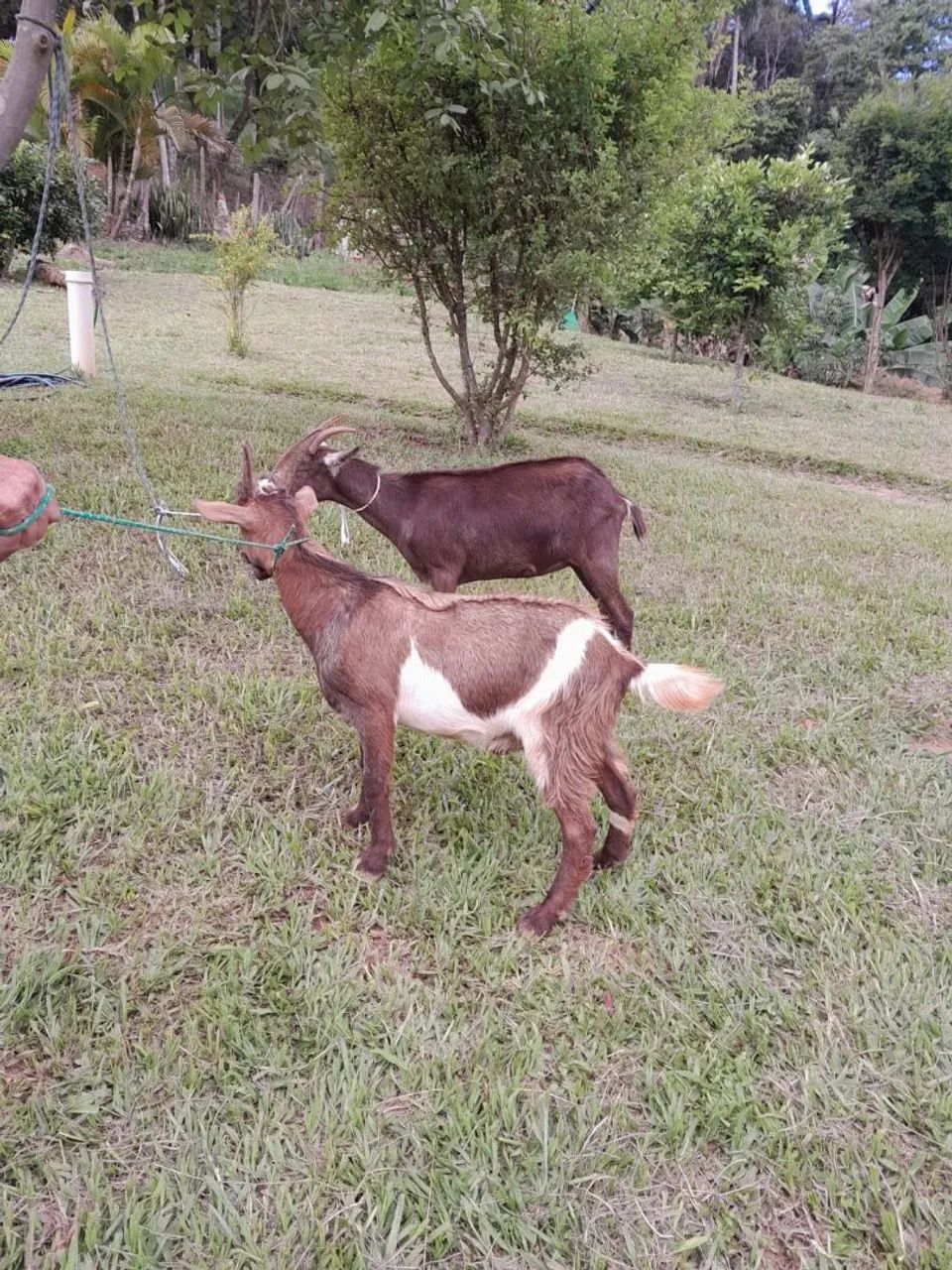 Casal de cabras - Foto 4