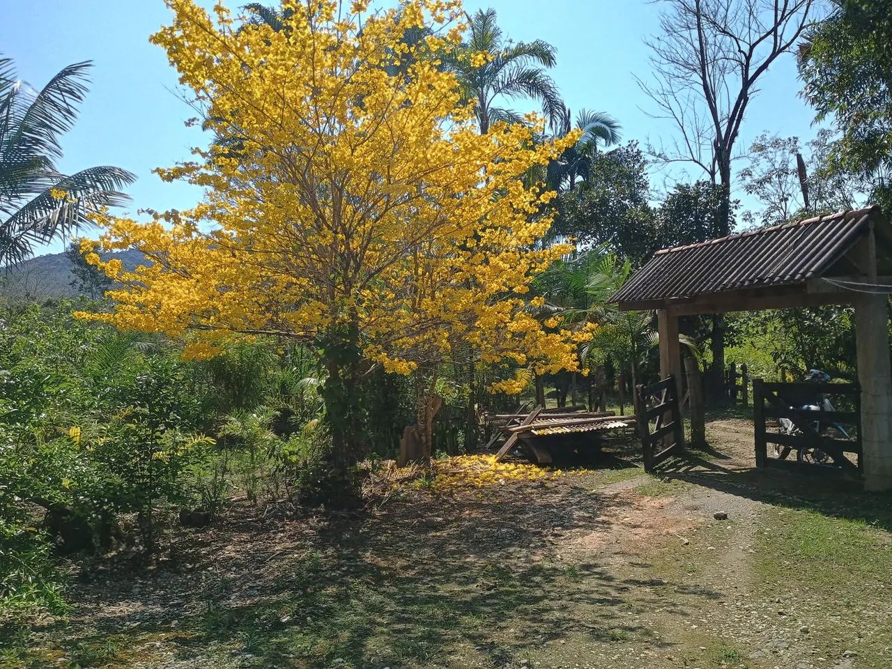 Foto - Cananéia - 