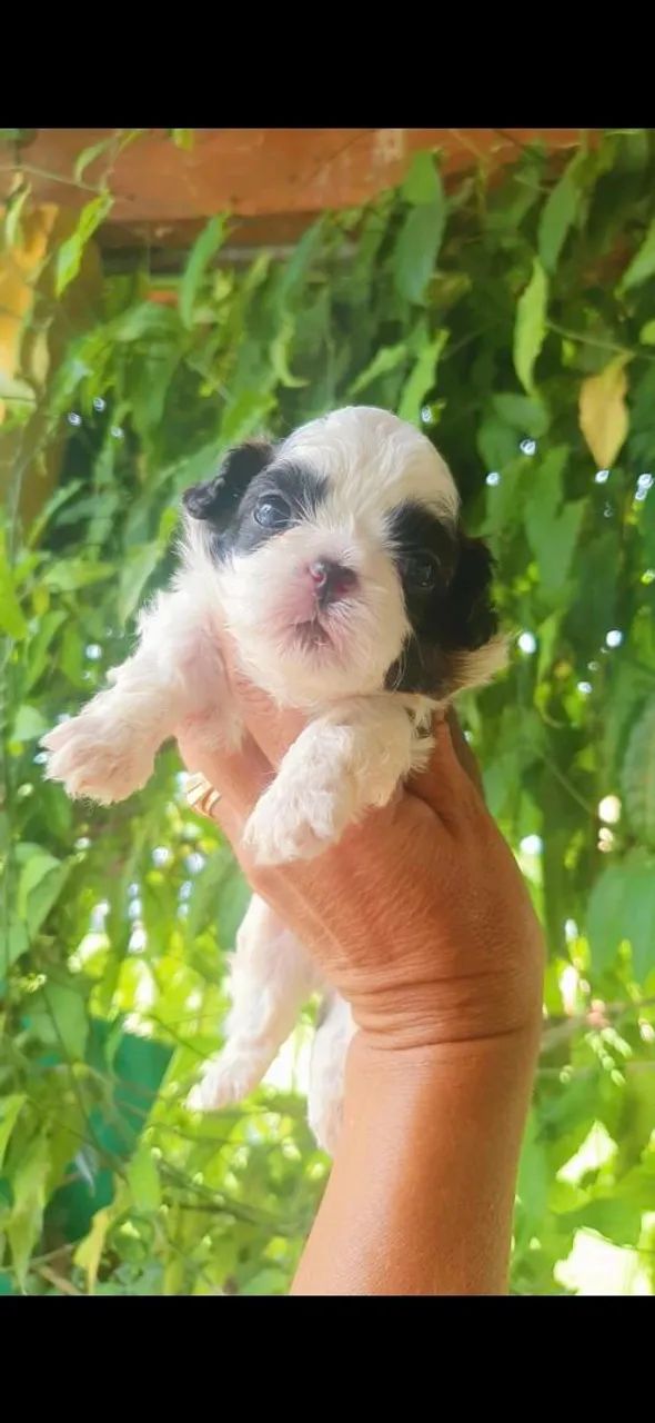 Filhote Shih Tzu machinhos, disponíveis para reserva  cm 30 dias