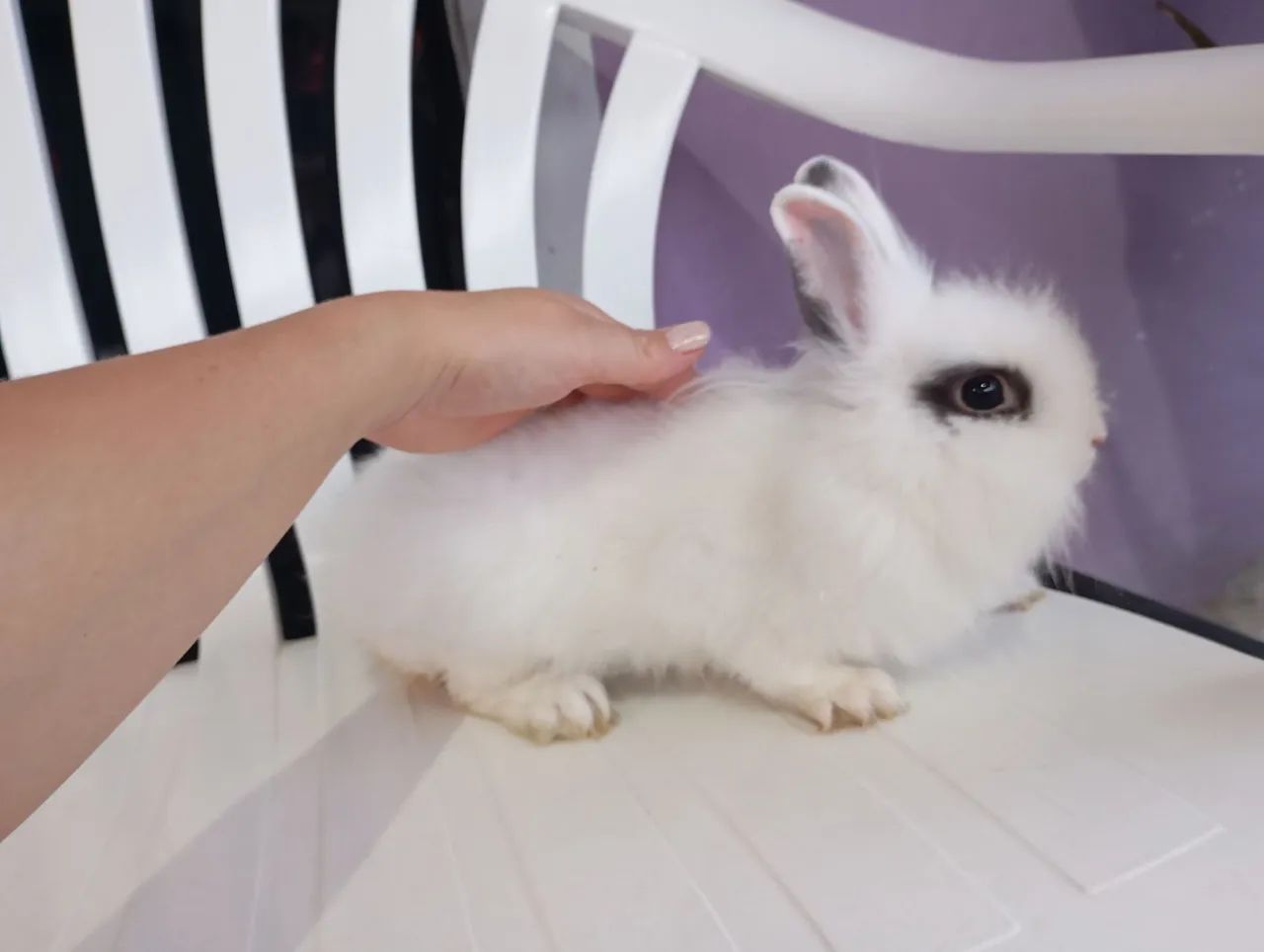 Mini coelho Teddy dwerg  - Foto 6