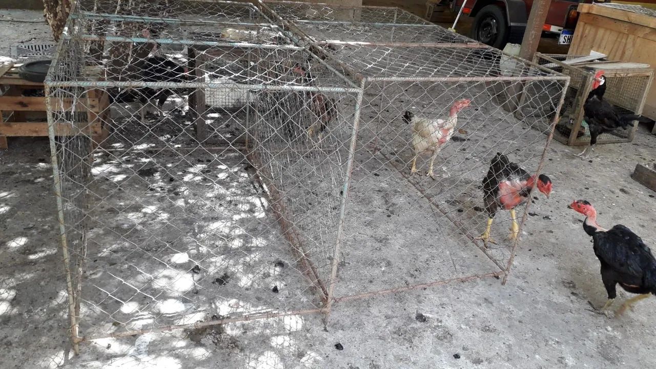 Passeadores para Galos 