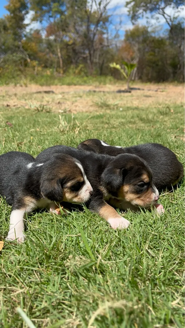 Beagle Mini Fêmeas 