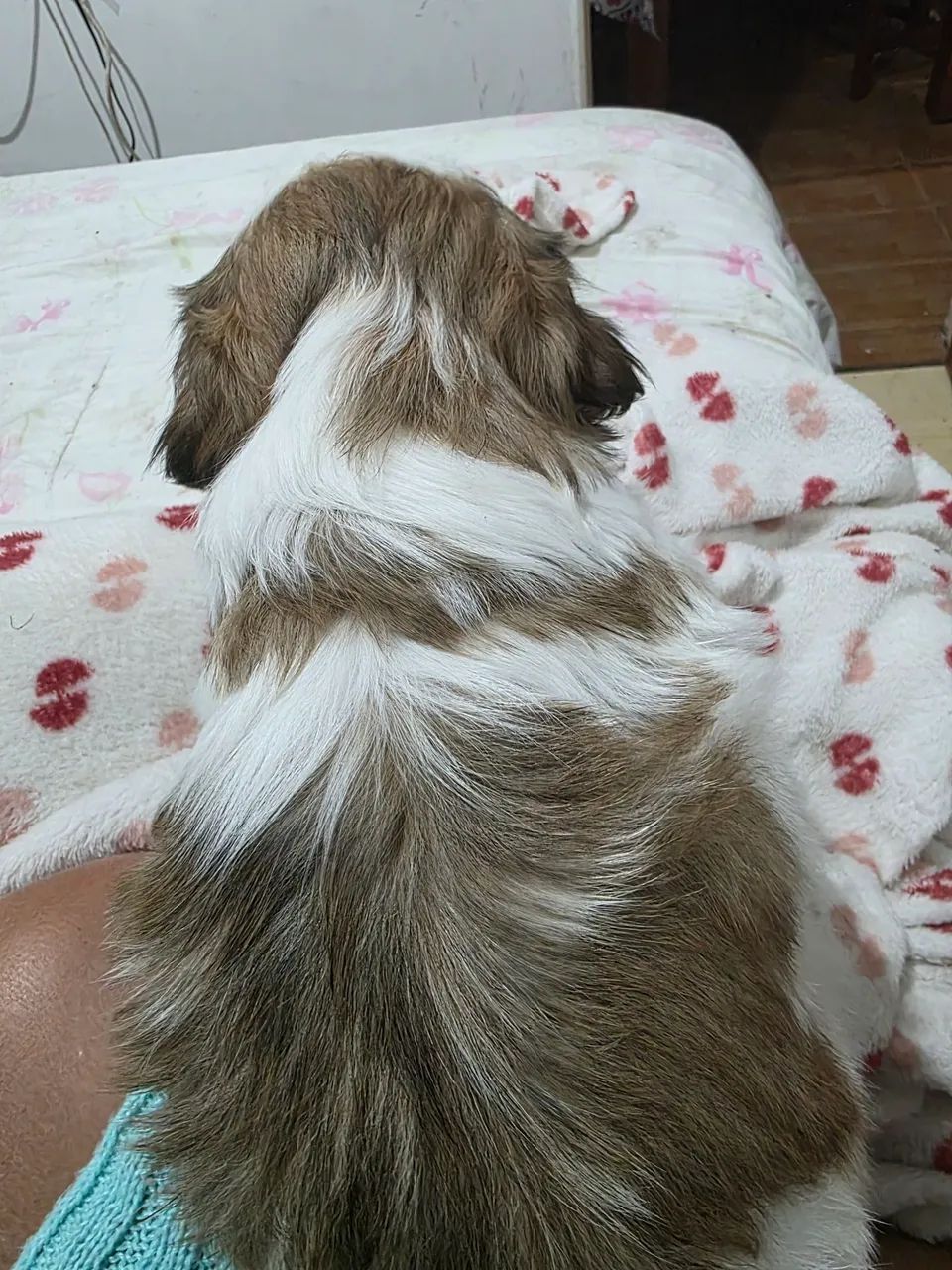 Vende-se filhotes de Lhasa Apso  - Foto 6